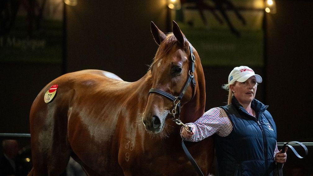 She's Extreme: topped the Inglis Chairman’s Sale at A$3.4 million